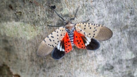 Spotted Lanternfly