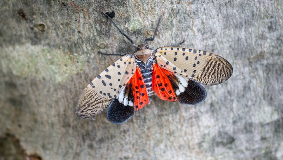 Spotted Lanternfly