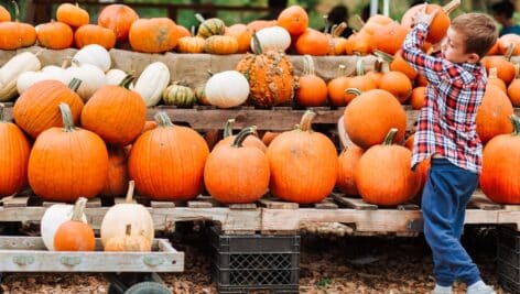 Young boy selecting a pumpkin from a pumpkin patch.