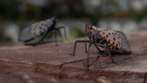 Two lanternflies.