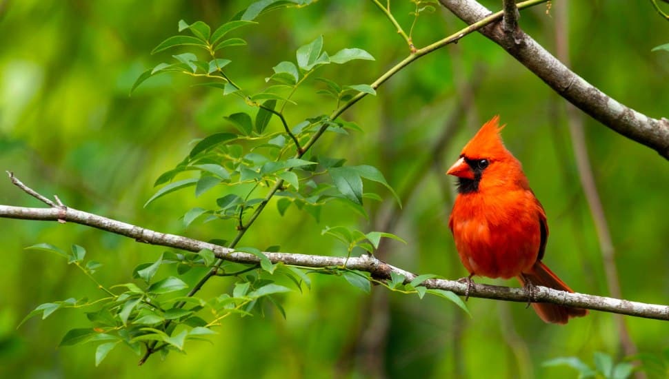 A Cardinal.