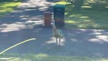 Baby Emu roaming North Wales streets.