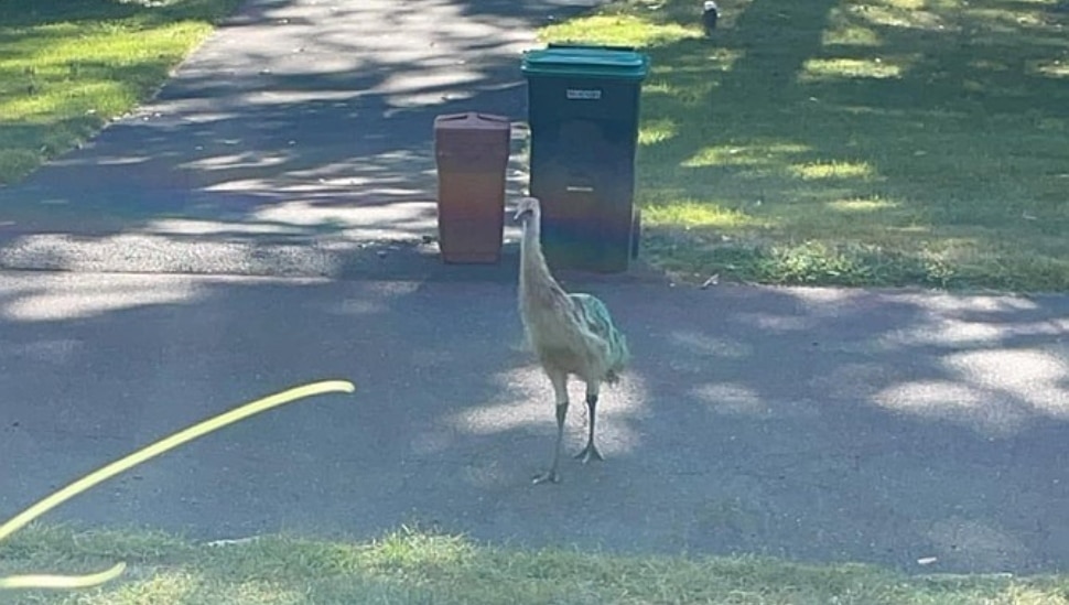 Baby Emu roaming North Wales streets.