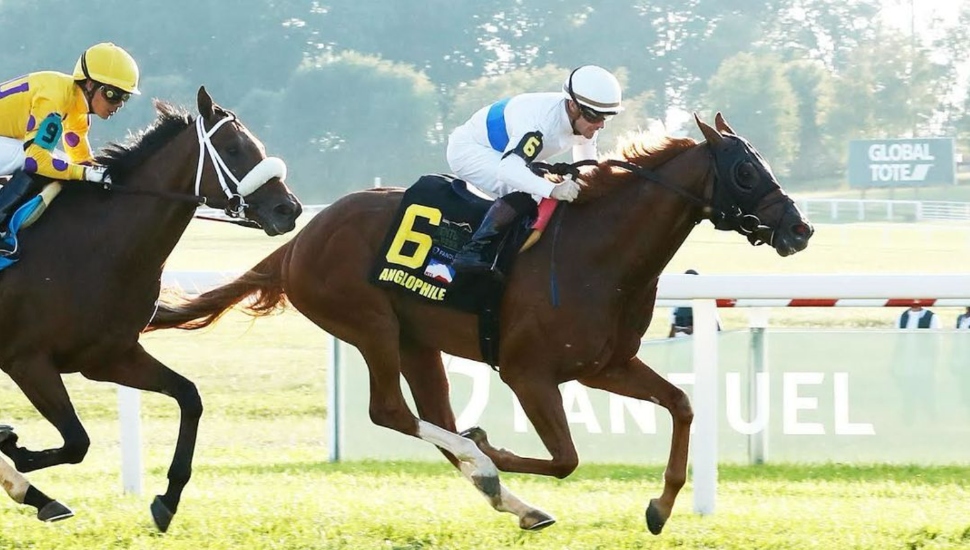 Anglophile horse competing at Parx Racing.