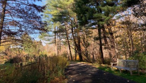 Woods of Jenkins Arboretum.