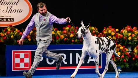 A spotted great dane struts across the showroom at the National Dog Show.