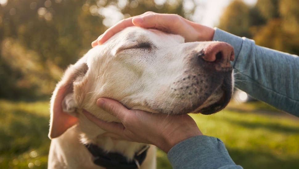 Bucks County SPCA Encourages Adopting Older Pets During National Adopt a Senior Pet Month