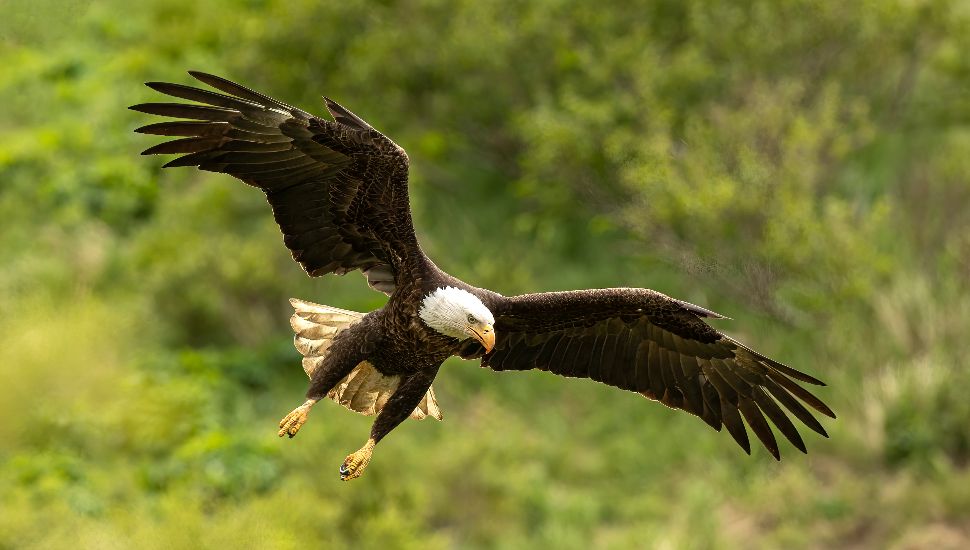 Bald eagle flying over water.