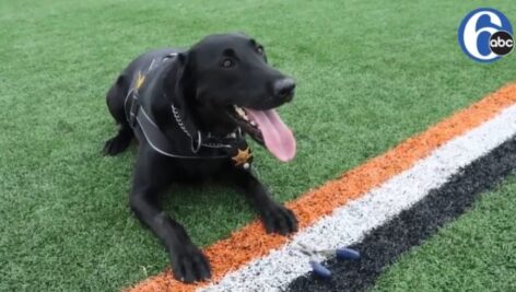 Zeke the labrador.