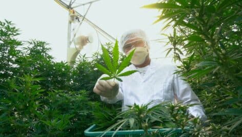 A horticulturist holding a weed leaf in a green house.