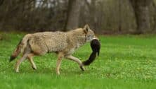 A coyote with a small animal in its mouth.