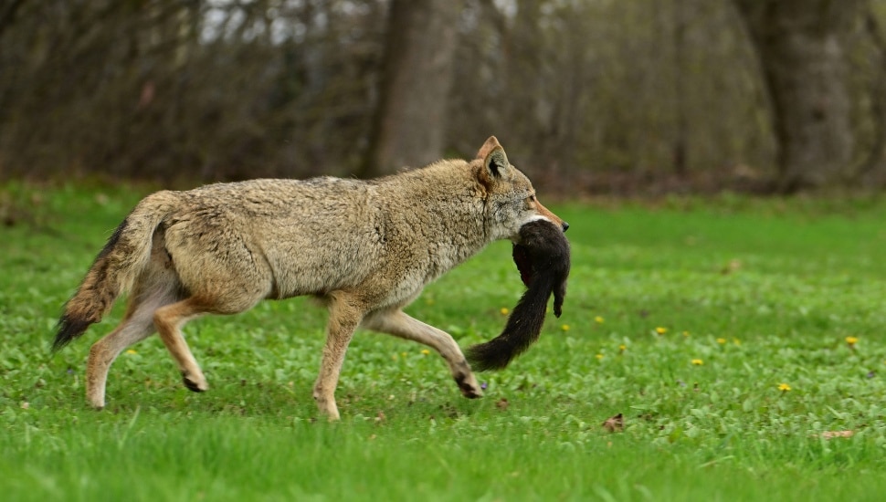 A coyote with a small animal in its mouth.