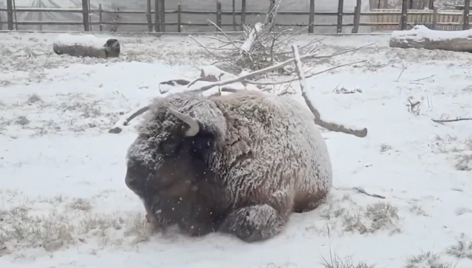 A buffalo resting in the snow.