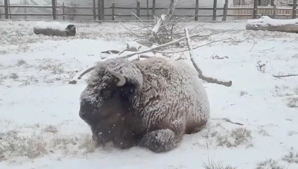 A buffalo resting in the snow.