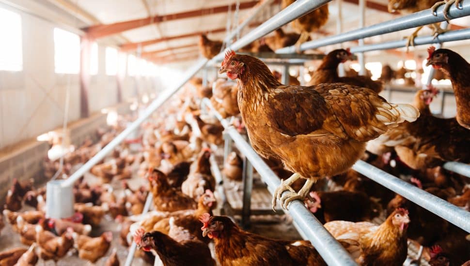 Chickens in a coop.