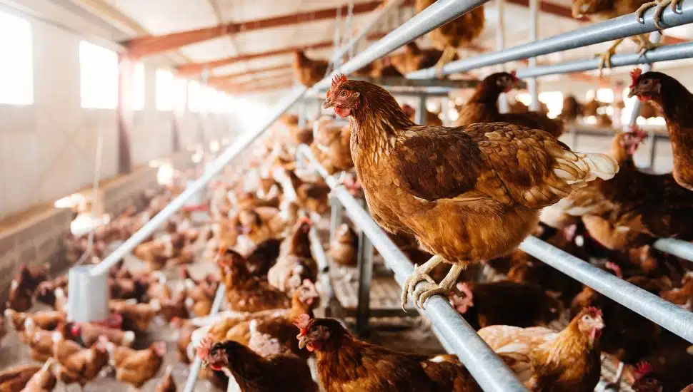 Chickens in a coop.