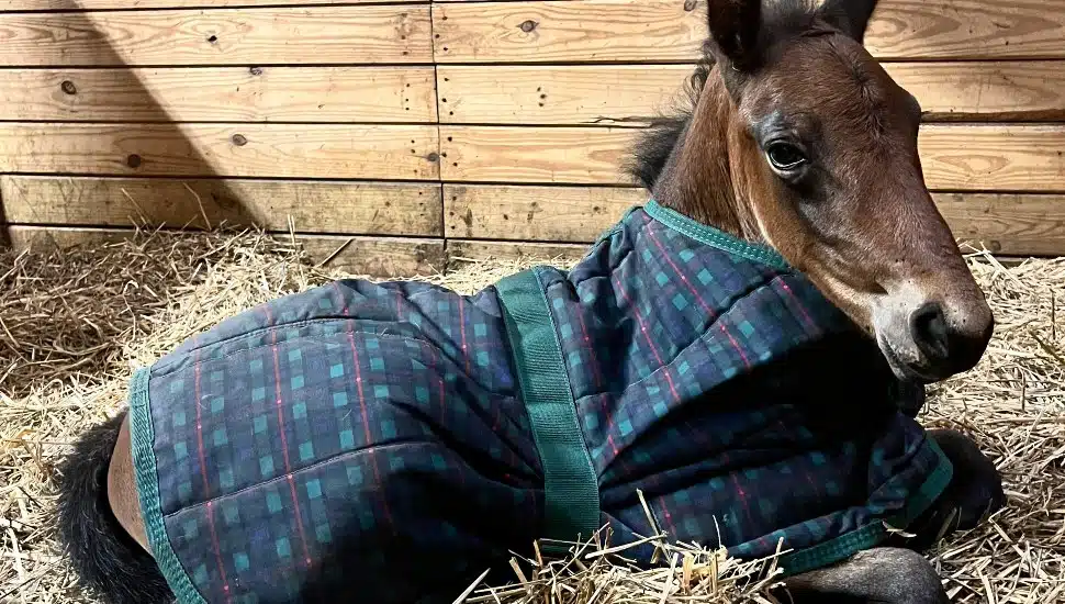 Foal rests in hay in a barn.