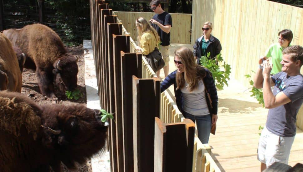 Elmwood Park Zoo guests feeding buffalo.