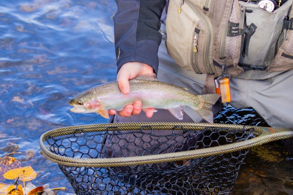 Trout Fishing