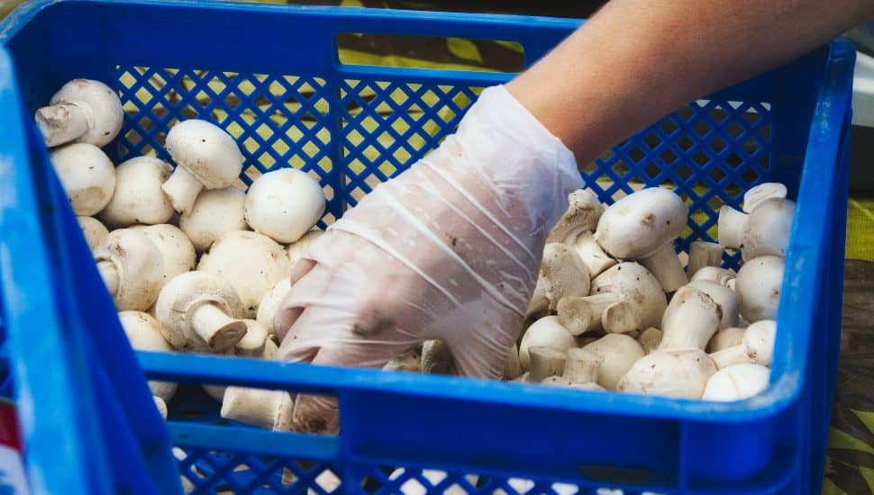 A food handler with latex glove picking up white button mushrooms from a plastic crate.