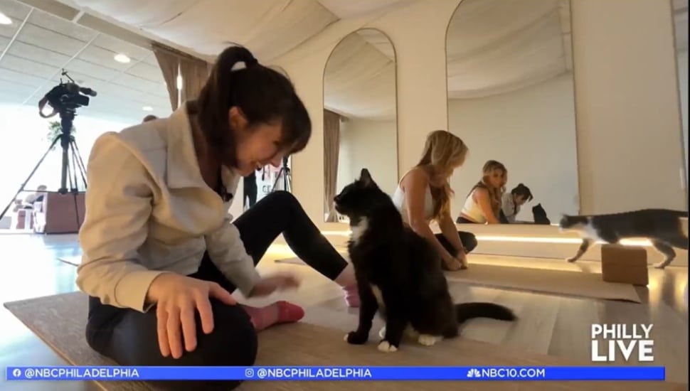 A yoga practitioner bonds with a cat from Stray Kitty Rescue at Radiant Heart in Broomall.