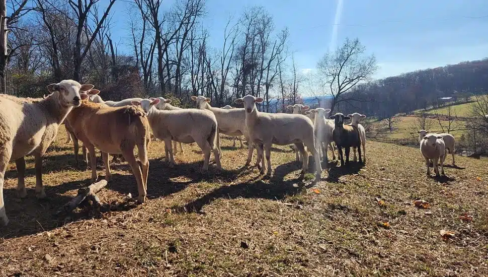 Sheep standing around on Hinterhof Farm