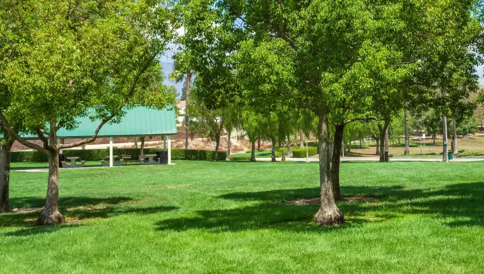 Surburban park with green trees, grass, and clear blue sky