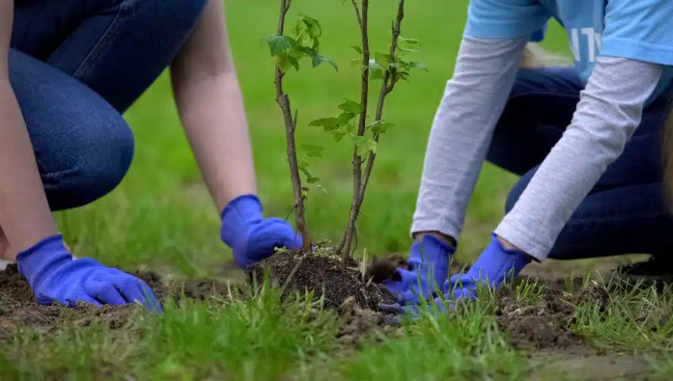Two people plant a tree in the grass.