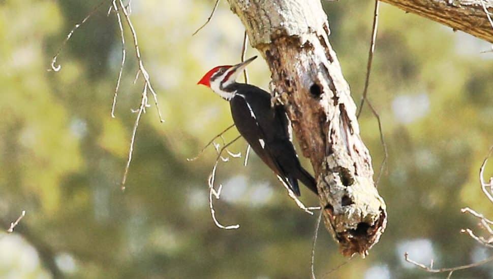 A woodpecker