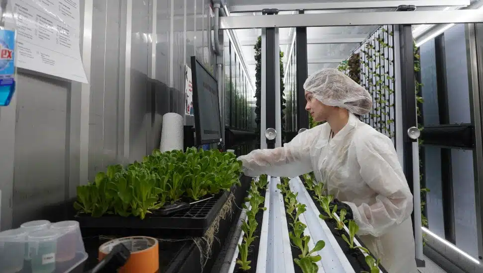 Farm worker grows produce indoors.