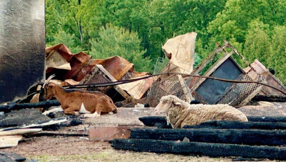 Goats sit among the wreckage at the House of Wiggle Goats Sanctuary.