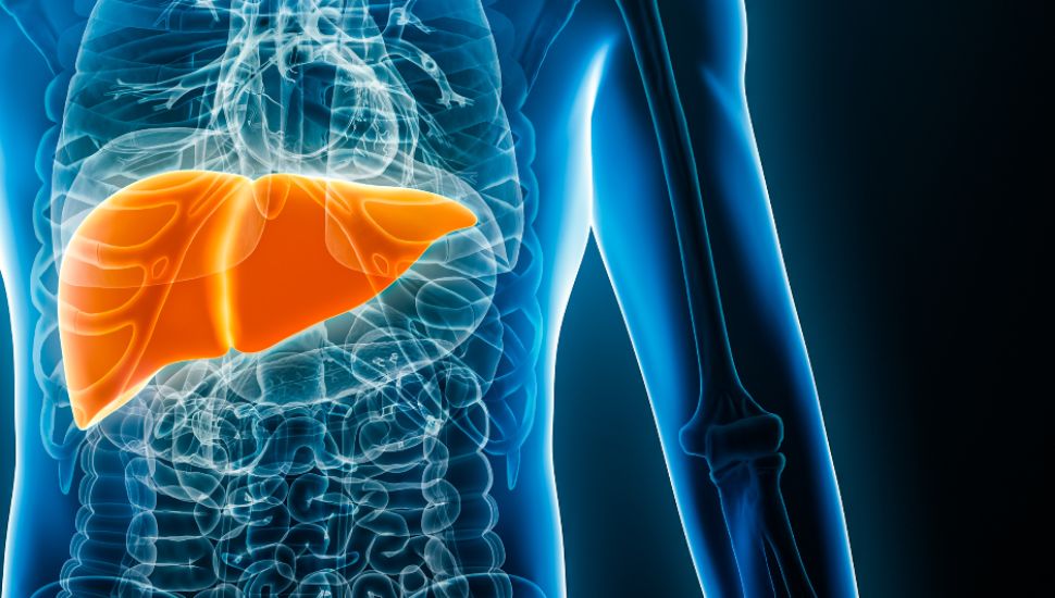 Xray anterior or front view of human liver 3D rendering illustration with male body contours. Anatomy, organ of digestive system, medical, biology, science, healthcare concepts.