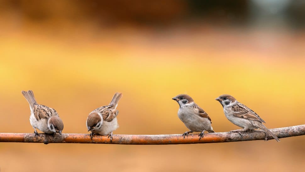 Four sparrows perched on a branch.