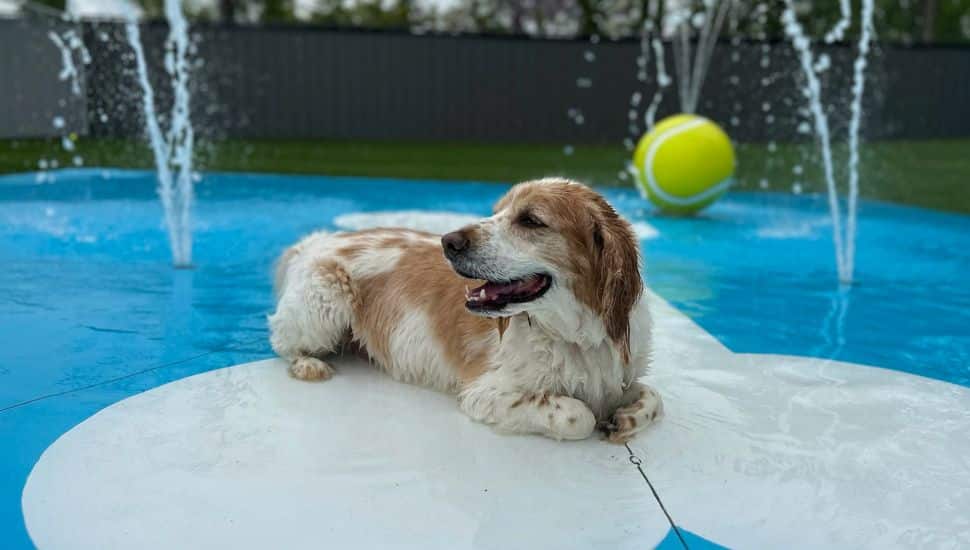 A dog sits under a sprinkler at Bark U.
