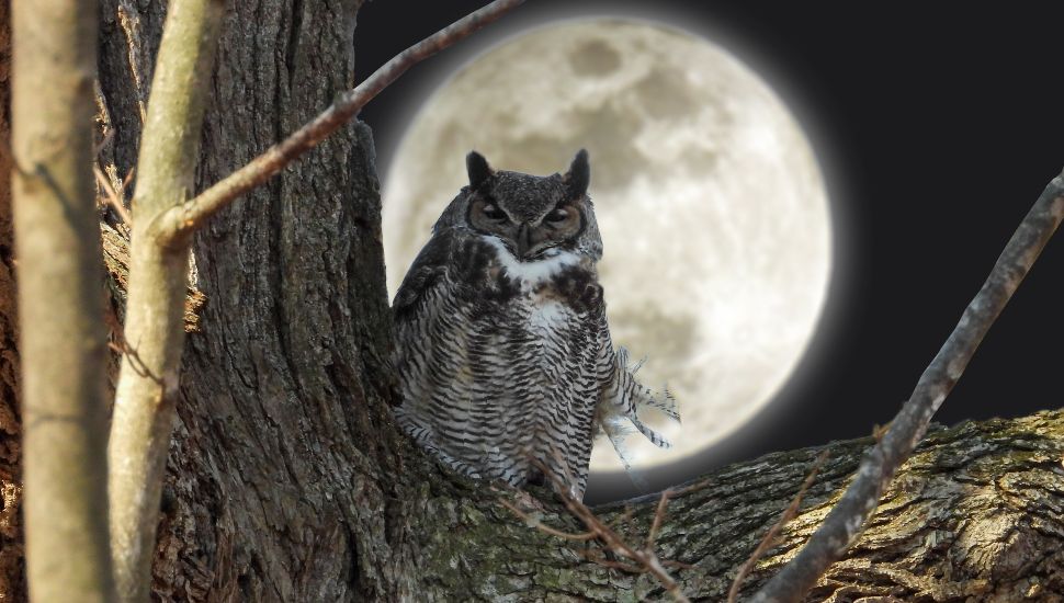 A great horned owl sleeps in a tree under moonlight at the Elmwood Park Zoo.
