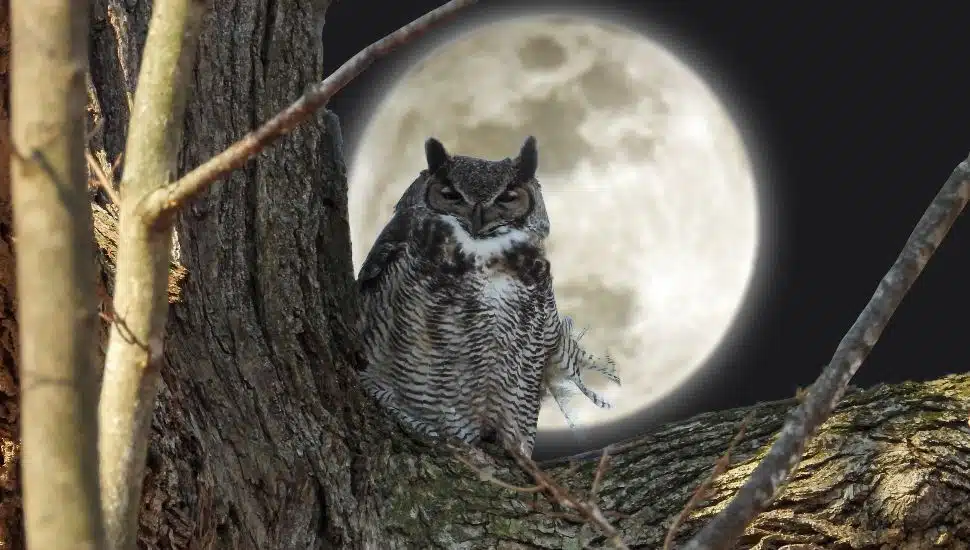 Elmwood Park Zoo Welcomes Guests to a Nocturnal Adventure
