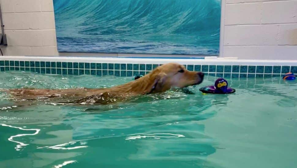 A Labrador swims in the pool at the Surf Dog Swim Spa.