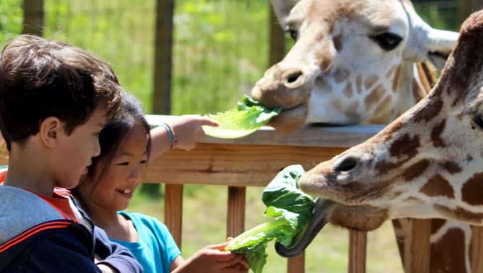 Two children feeding leafy greens to giraffes at a zoo enclosure, smiling and enjoying the interactive animal experience.