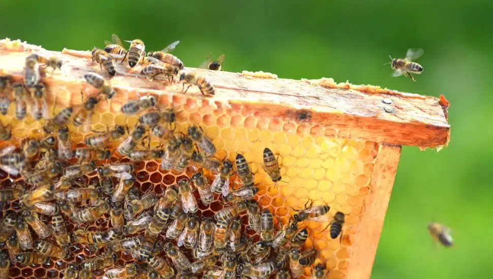 Bees gather around a hive.