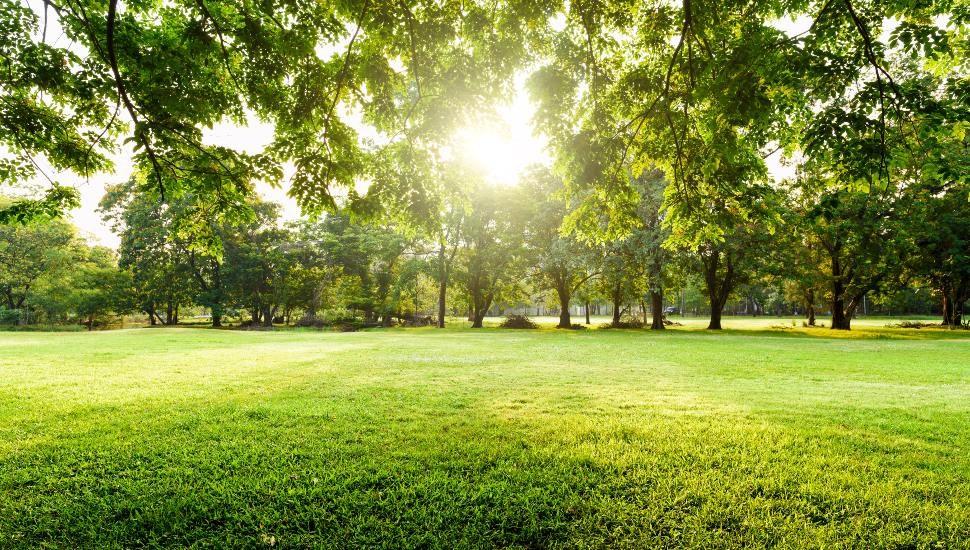 Beautiful landscape in park with tree and green grass field at morning.