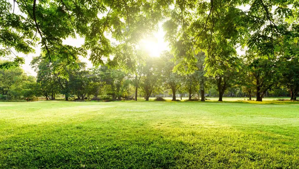 Beautiful landscape in park with tree and green grass field at morning.