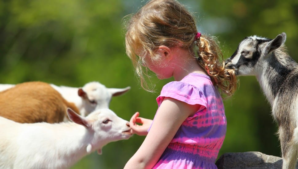 A seven-year-old girl and baby goats.