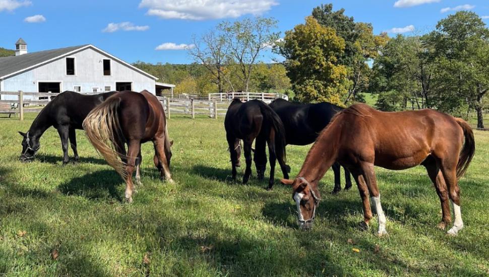 Aged horses graze in a field at Ryerss Farm.