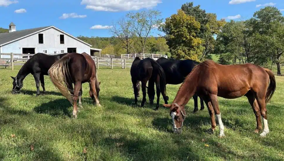 Aged horses graze in a field at Ryerss Farm.