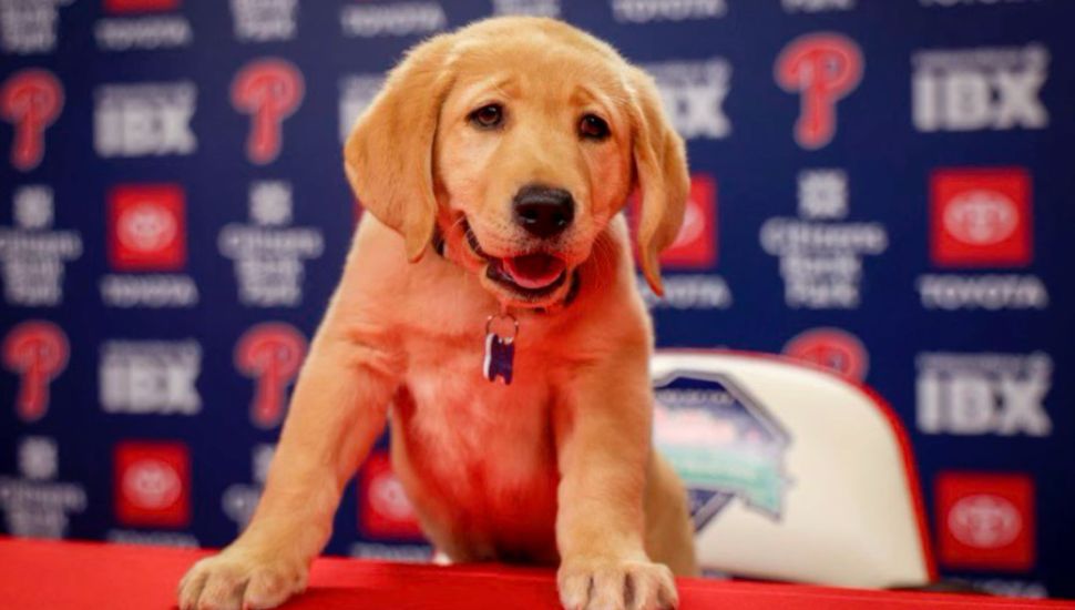 Tugger, Team Foster's service dog, standing on a table in the Phillies press room.