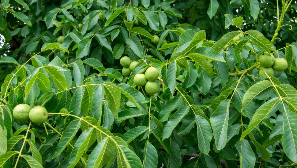 Green fresh walnuts surrounded by leaves of walnut tree.