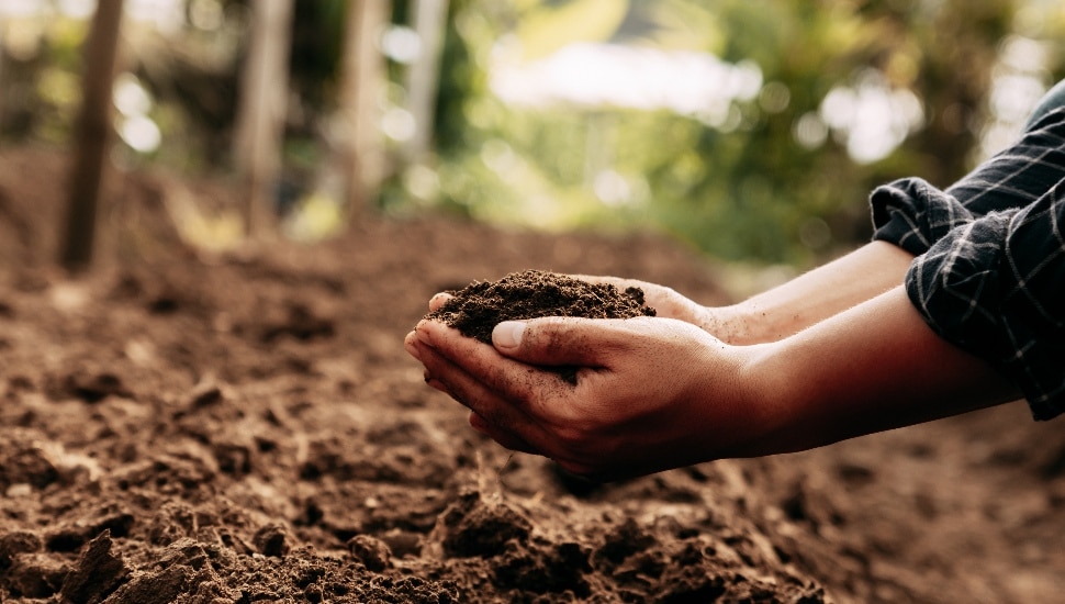 Hand inspecting soil health before planting.