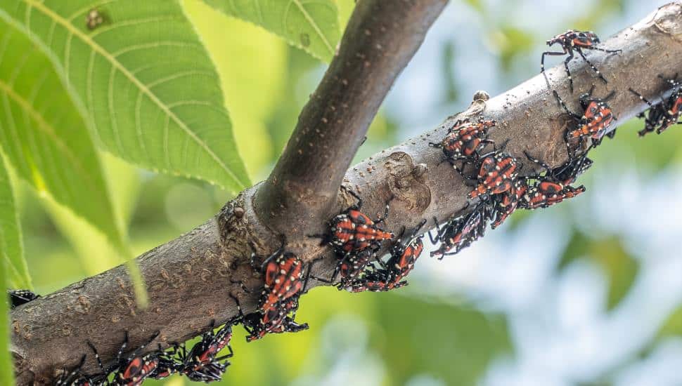 Close-up of Lanternfly red nymph stage, on sumac tree branch.