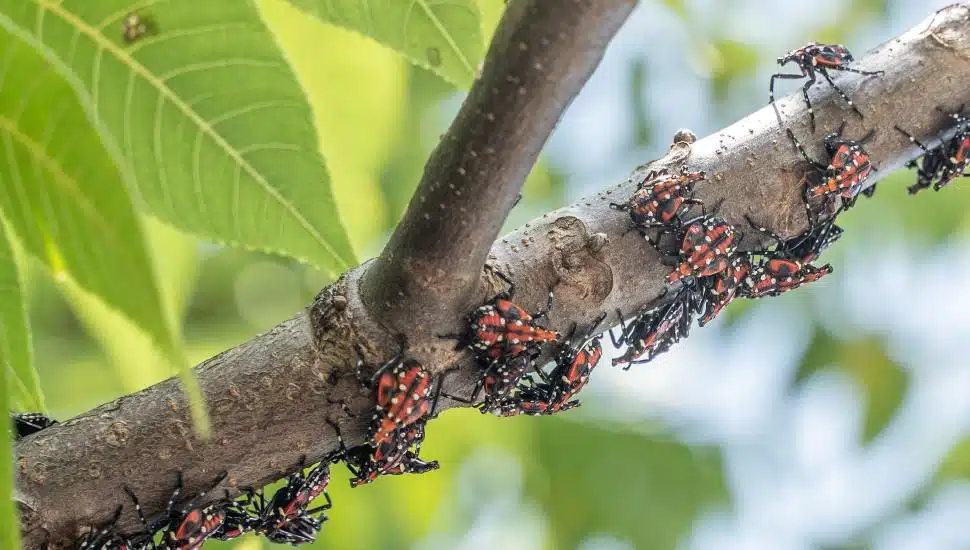 Close-up of Lanternfly red nymph stage, on sumac tree branch.