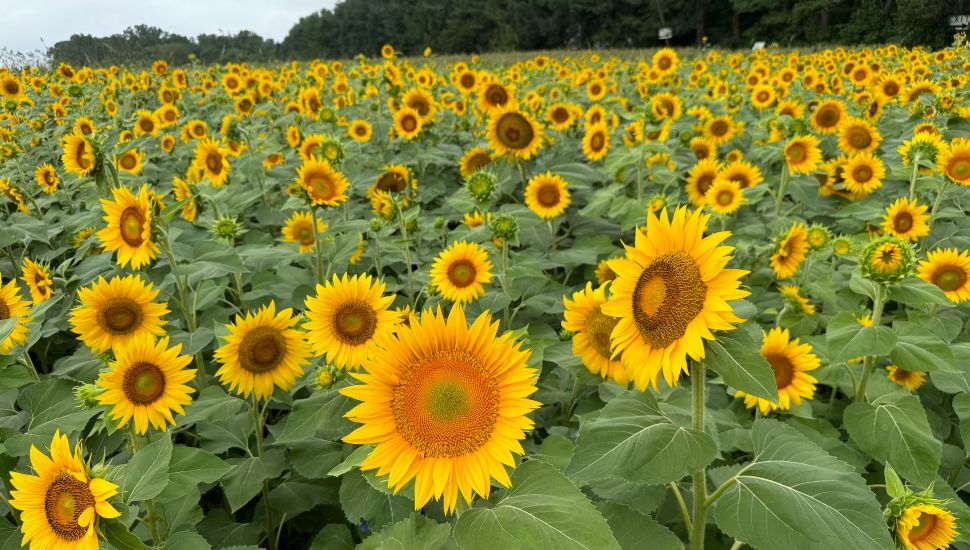Sunflowers as far as the eye can see at Linvilla Orchards in Media.